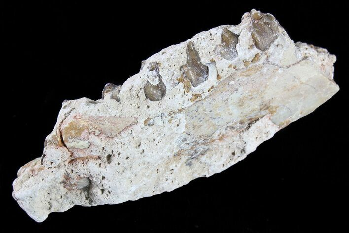 Oreodont Jaw Section With Teeth - South Dakota #82193